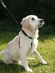 Köpek Eğitim Tasması 45 cm - 60 cm
