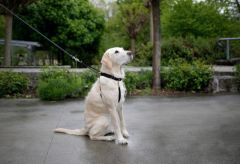 Köpek Eğitim Tasması 55 cm - 80 cm - XL