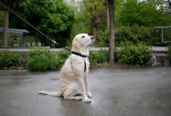 Köpek Eğitim Tasması 30 cm - 45 cm