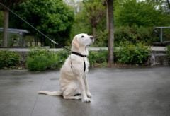 Köpek Eğitim Tasması 30 cm - 45 cm