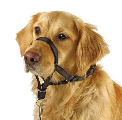 Köpek Eğitim Tasması Maxi Coach 44 cm den küçük - L