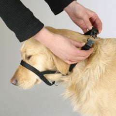 Köpek Eğitim Tasması Maxi Coach 38 cm den küçük
