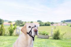 Köpek Eğitim Tasması Maxi Coach 38 cm den küçük
