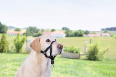 Köpek Eğitim Tasması Maxi Coach 38 cm den küçük
