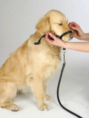 Köpek Eğitim Tasması Maxi Coach 38 cm den küçük - M