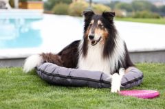 Köpek Frizbi pembe