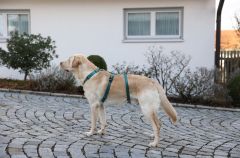 Kaçış Önleyici Köpek Tasması Petrol Yeşili  42 cm - 55 cm, S