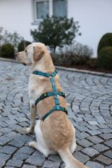 Kaçış Önleyici Köpek Tasması Petrol Yeşili  42 cm - 55 cm, S