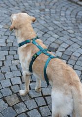 Kaçış Önleyici Köpek Tasması Petrol Yeşili  72 cm - 103 cm, L