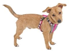 Küçük Irk Köpek Tasması Small Dog 17 - 23 cm XS