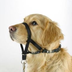 Köpek Eğitim Tasması Maxi Coach 24 cm den küçük