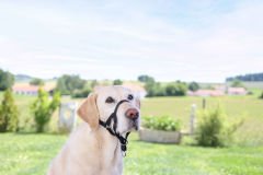 Köpek Eğitim Tasması Maxi Coach 24 cm den küçük