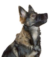 Köpek Ağızlığı Muzzle Nylon 12 – 14 cm