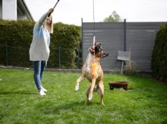 Köpek Diş Oyuncağı İpli Kemik