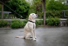 Köpek Eğitim Tasması 25 - 30 cm