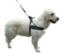 Köpek Bel Tasması Siyah [Norveç Tipi] 60 - 75 cm