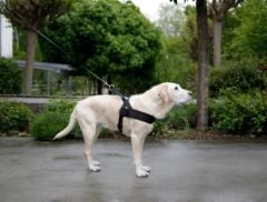 Köpek Bel Tasması Siyah [Norveç Tipi] 60 - 75 cm