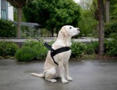 Köpek Bel Tasması Siyah [Norveç Tipi] 60 - 75 cm