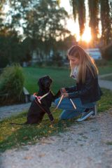 Reflektörlü Köpek Boyun Tasması 20 - 35 cm