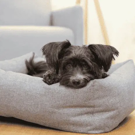 Köpek Malzemeleri
