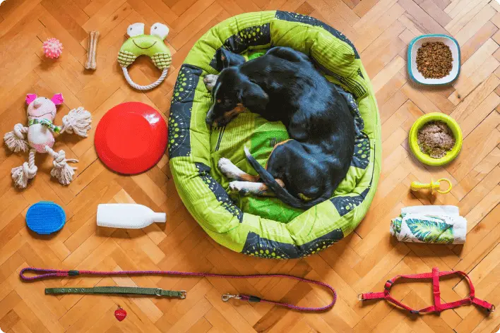 Köpeğiniz İçin Şimdi Al