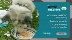 Petmod İntestinal Kedi ve Köpek Bağırsak Düzenleyici Probiyotik Toz Saşe 1,5 gr x 20 Adet
