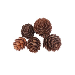 Naturel Kozalak 3x2 cm (1/2 Kg)(250'li)