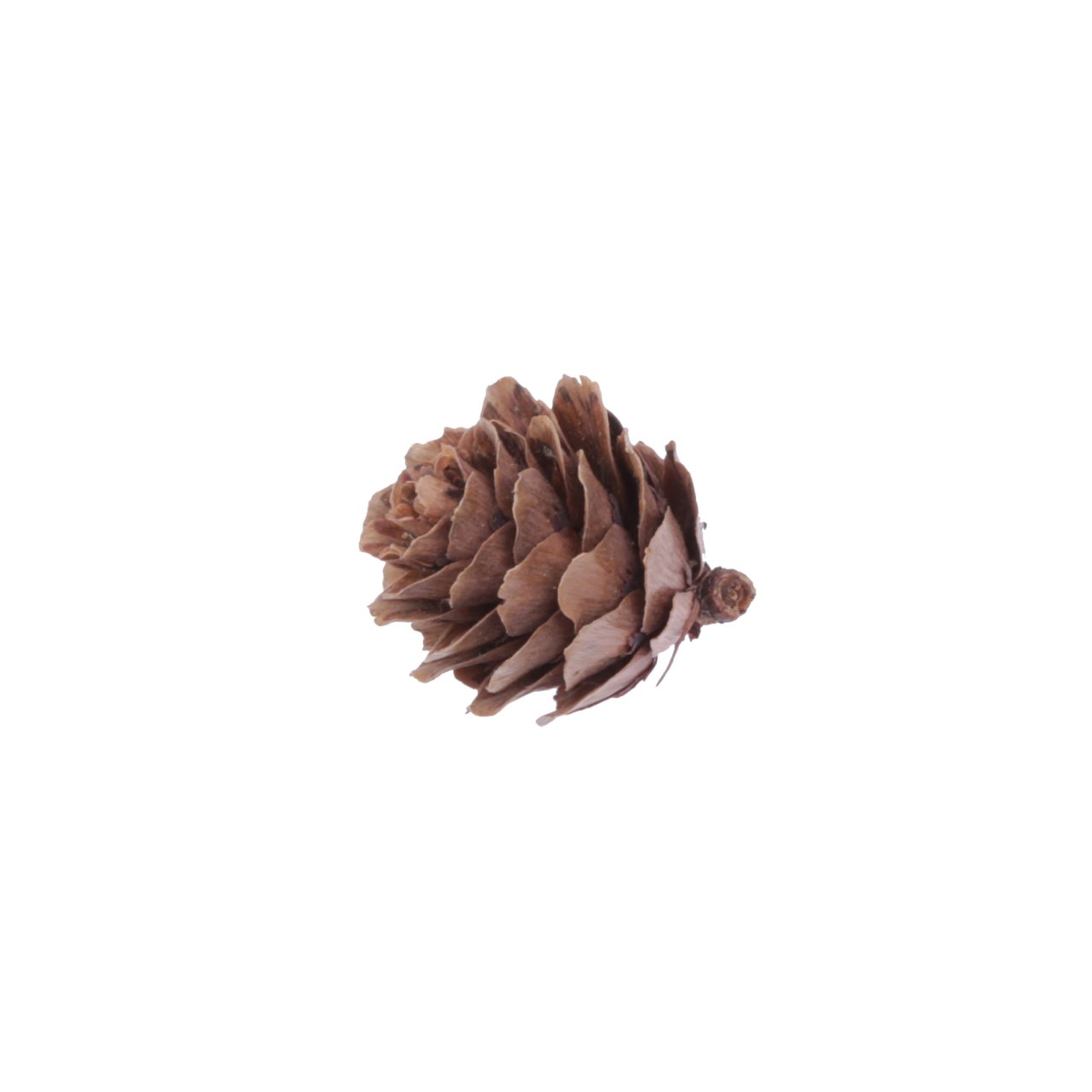 Naturel Kozalak 3x2 cm (1/2 Kg)(250'li)