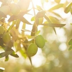 Zeytinyağı: Doğanın Sunduğu En Saf Hazine
