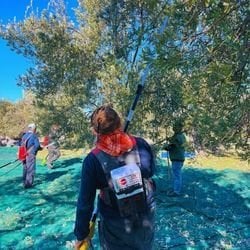 Zeytin Hasadı Nasıl Yapılır? En Kaliteli Zeytinyağı İçin Doğru Hasat Yöntemleri