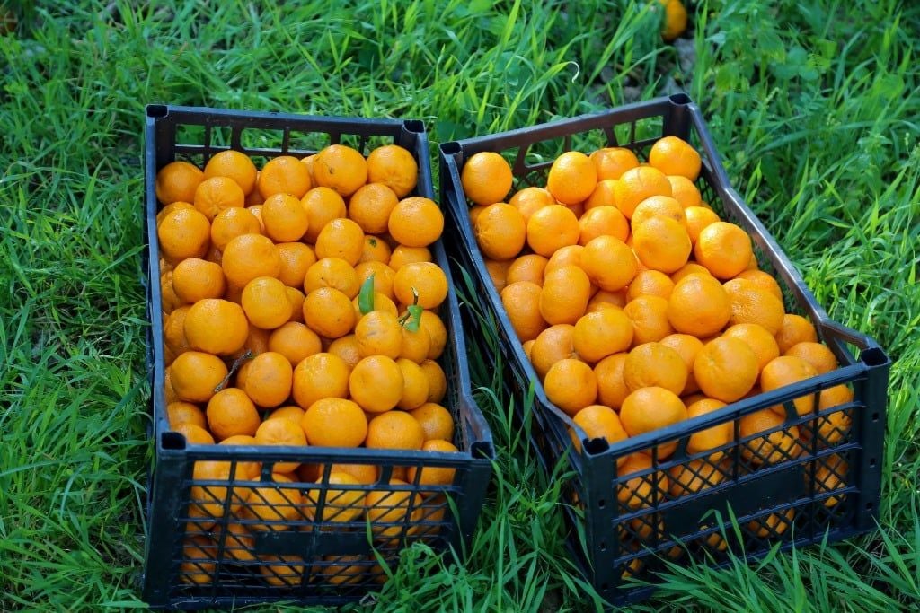 Bodrum Mandalinası ve Marmelatı
