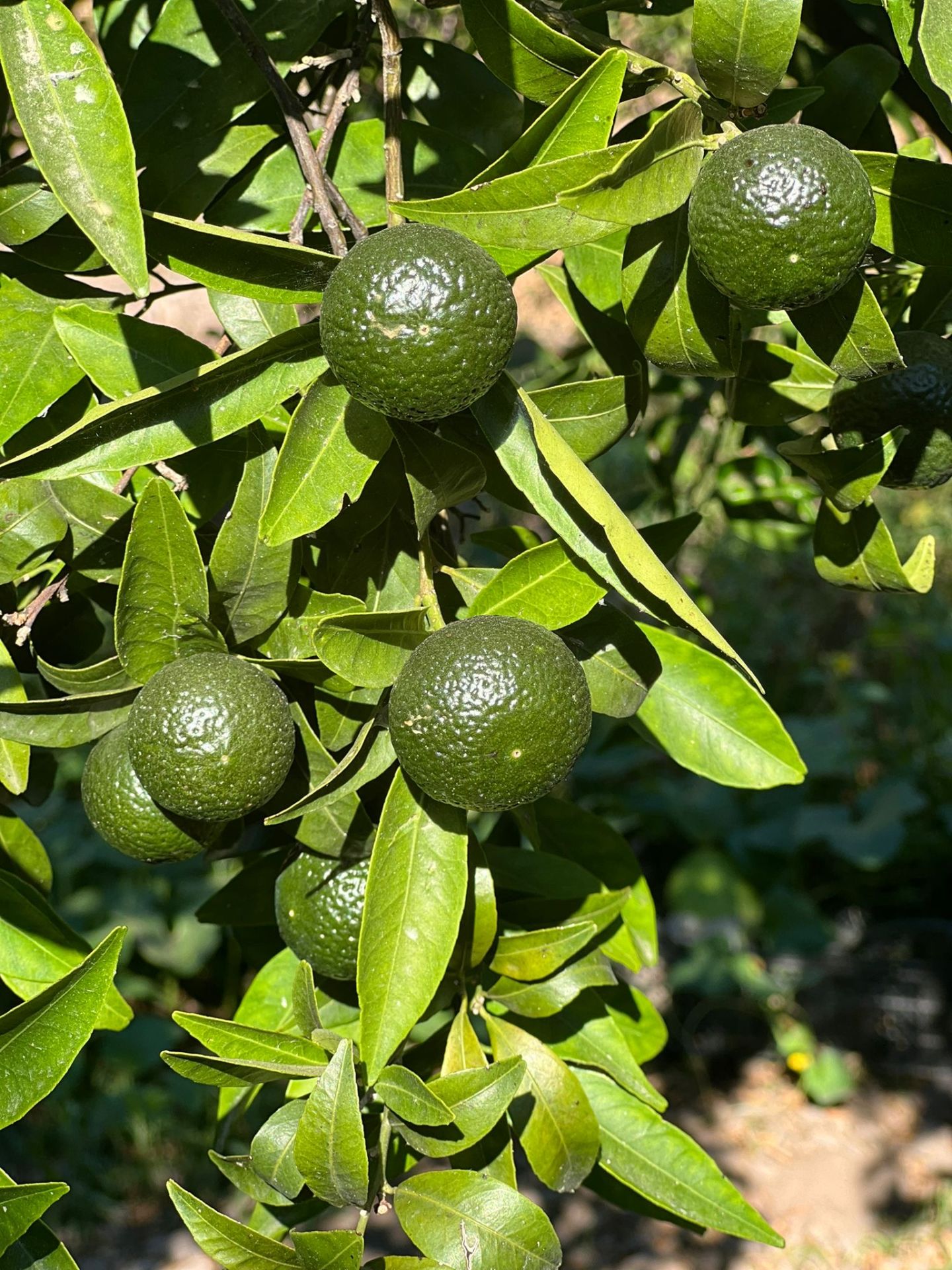 Yeşil Bodrum Mandalini 1 kg