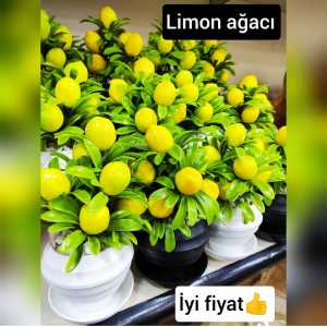 SAKSILI LİMON AGACI