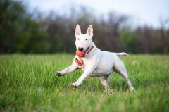 Liker Collar Line 5 Ufak Irk ve Yavru Köpek Oyuncağı 5 Cm