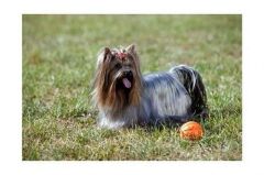 Liker Collar Ufak Irk ve Yavru Köpek Oyuncağı Top  Çap 9 cm