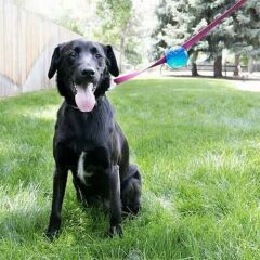Kong TagAlong Gezdirme Kayışına Asılabilir Köpek Oyun Topu M