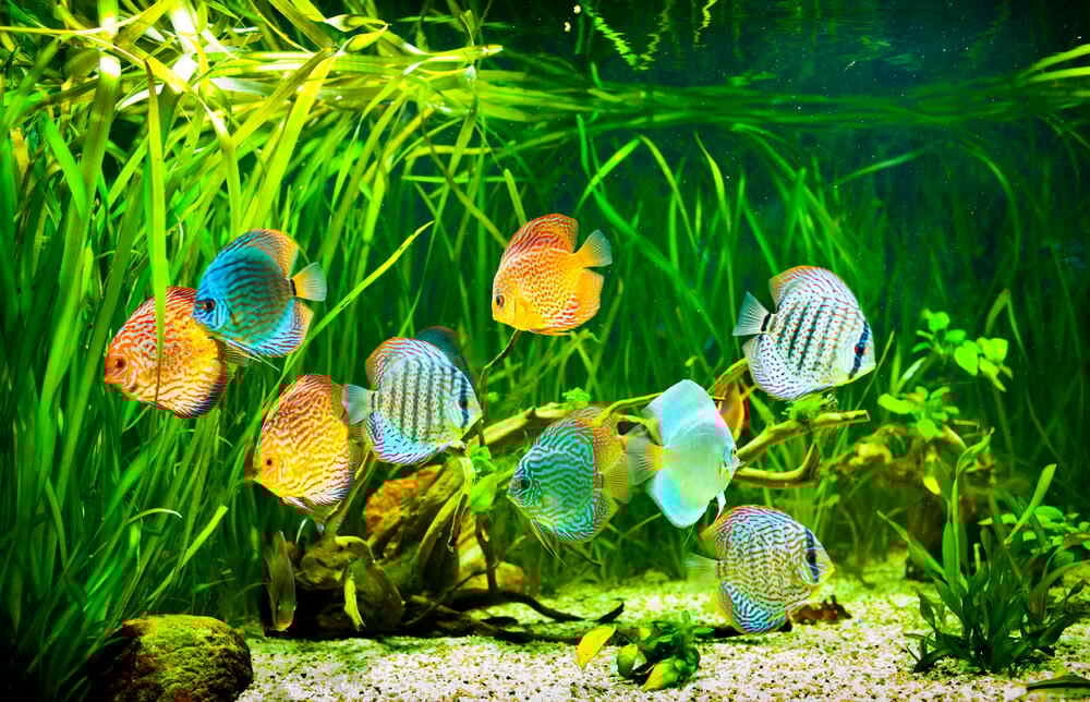 Yeni Tank Sendromu Ve Azot Döngüsü