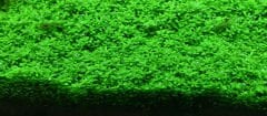 Aquario - Neo Plants Soil Normal 8 l