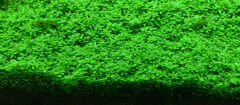 Aquario - Neo Plants Soil Powder 8 l
