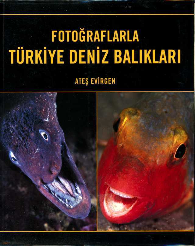 Fotoğraflarla Türkiye Deniz Balıkları