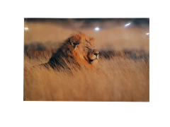 Misiny-Aslan Digital Baskı Kanvas Tablo 90 x 60 cm