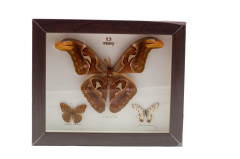 Misiny-Gerçek Kelebek Koleksiyonu-3'lü