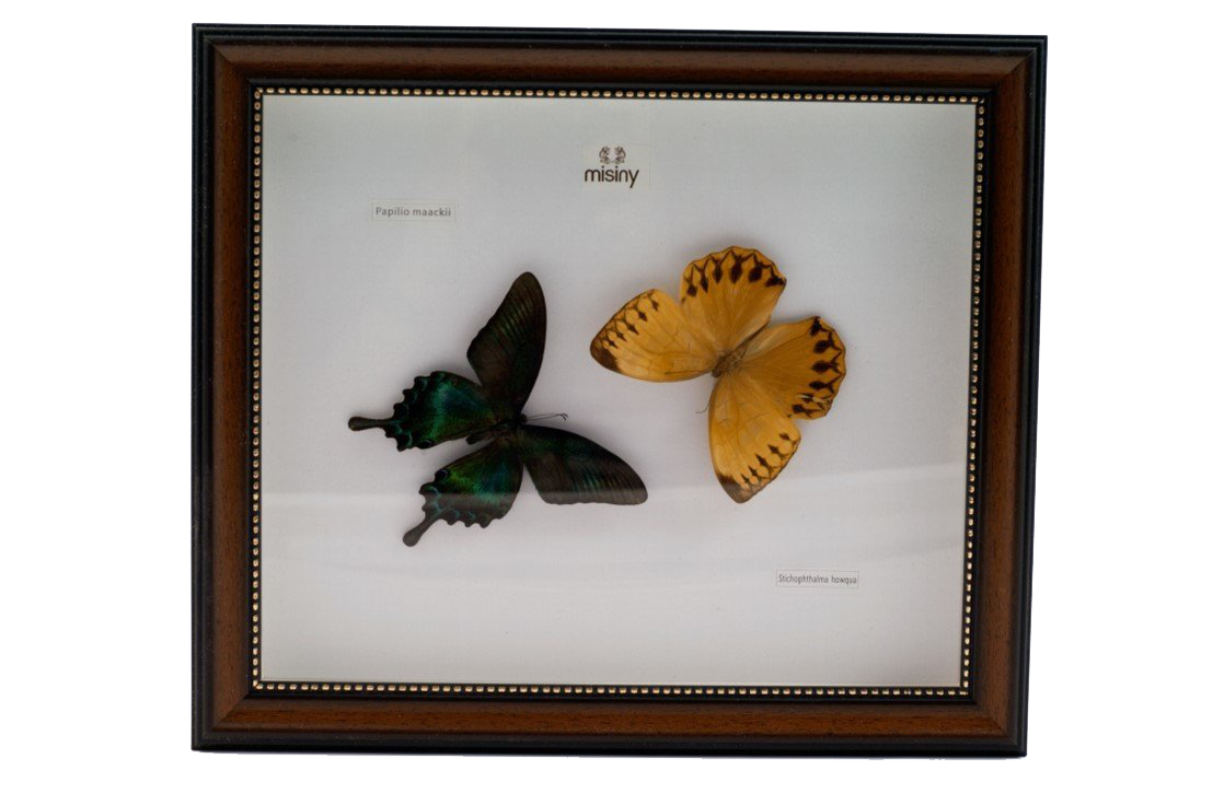 Misiny-Howqua Gerçek Kelebek Koleksiyonu