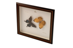 Misiny-Howqua Gerçek Kelebek Koleksiyonu