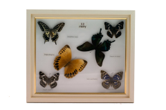 Misiny-Neptle Gerçek Kelebek Koleksiyonu