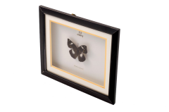 Misiny-Papillio Gerçek Kelebek Koleksiyonu