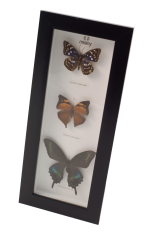Misiny-Pieridae Gerçek Kelebek Koleksiyonu