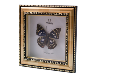Misiny-Sarı Çerçeve Gerçek Kelebek Koleksiyonu