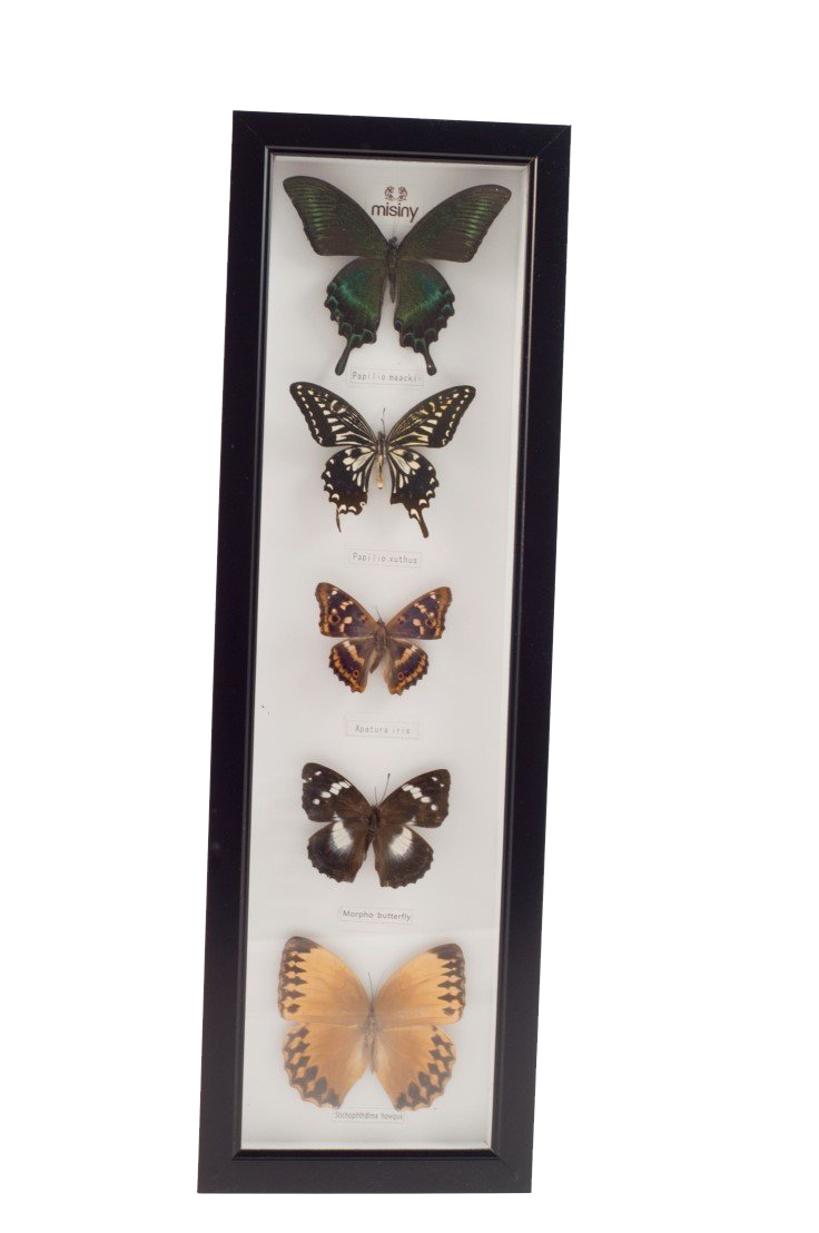 Misiny-Sasakia Gerçek Kelebek Koleksiyonu