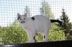 Kedi Koruma Filesi 1.5 mm Kalınlık 4x4 cm Göz Aralığı